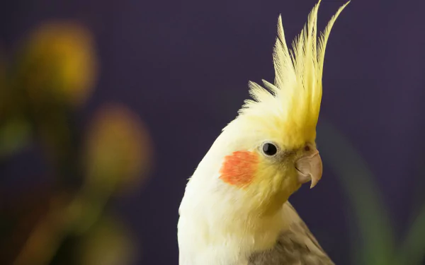  Cockatiel (nymphicus hollandicus) by Ursula Gamez