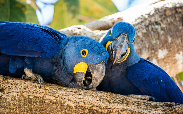  Hyacinth Macaw (anodorhynchus hyacinthinus) by Birger Strahl