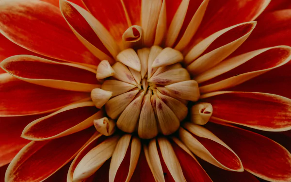 macro nature dahlia HD Desktop Wallpaper | Background Image