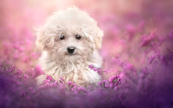 Animal dog HD Desktop Wallpaper | Background Image