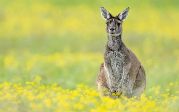 A kangaroo stands amidst a field of yellow flowers, captured in crisp detail for a 4K Ultra HD PC desktop wallpaper and background.