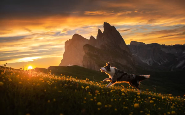 Animal australian cattle dog HD Desktop Wallpaper | Background Image