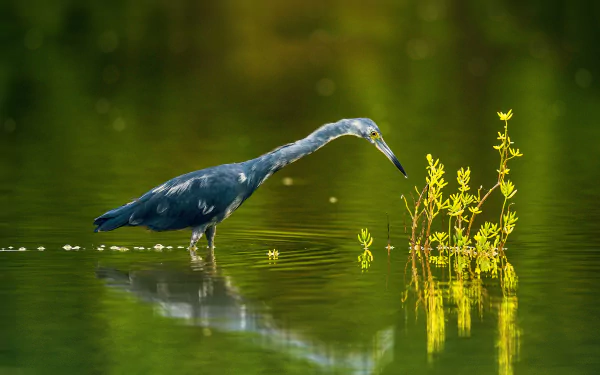 Little Blue Heron (egretta caerulea) by Sergey Uryadnikov