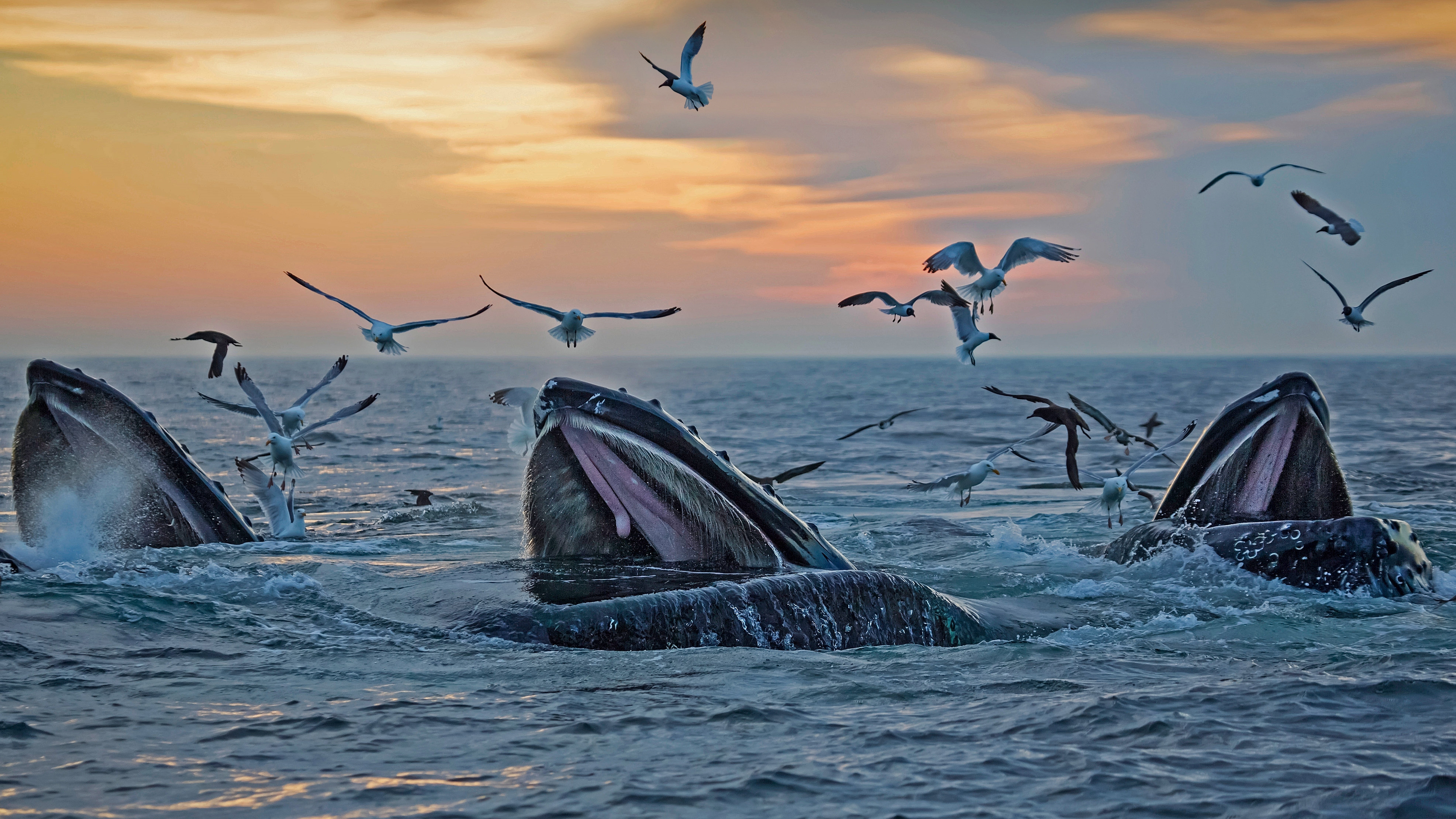 Humpback whales off the coast of Massachusetts by Eric Kulin