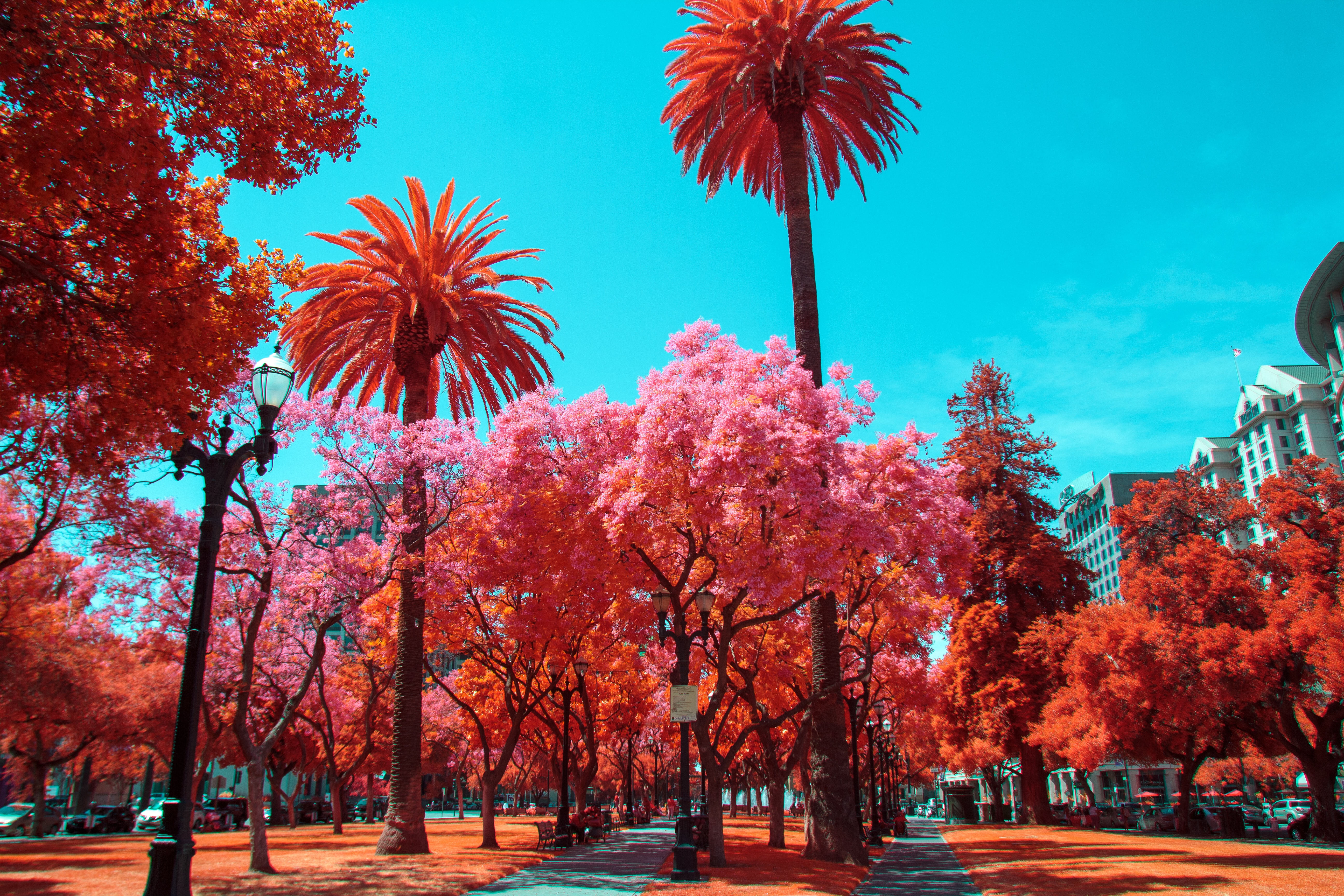 Photography Infrared 4k Ultra HD Wallpaper by Andrii Ganzevych