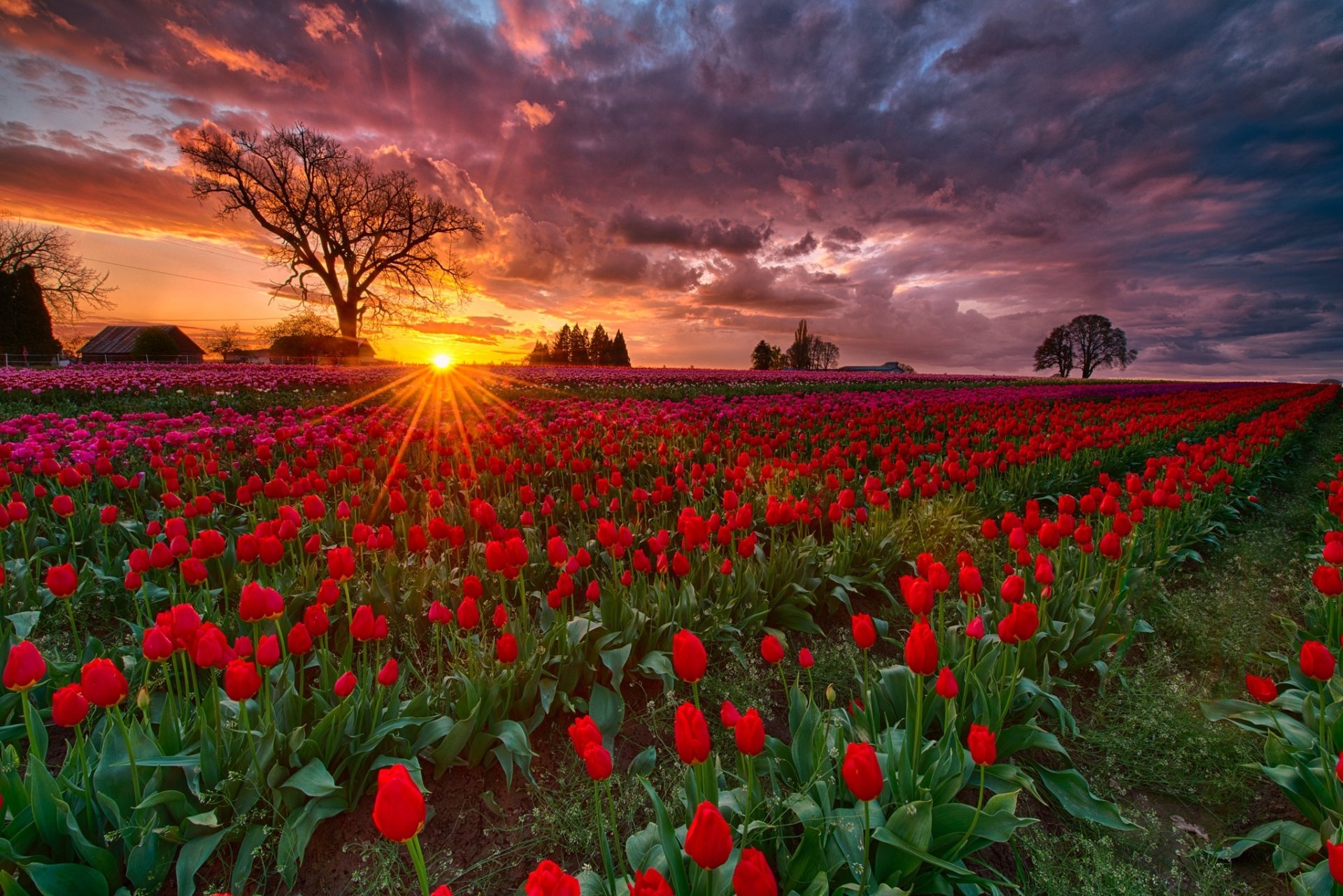 Download Red Flower Sunrise Field Nature Tulip HD Wallpaper