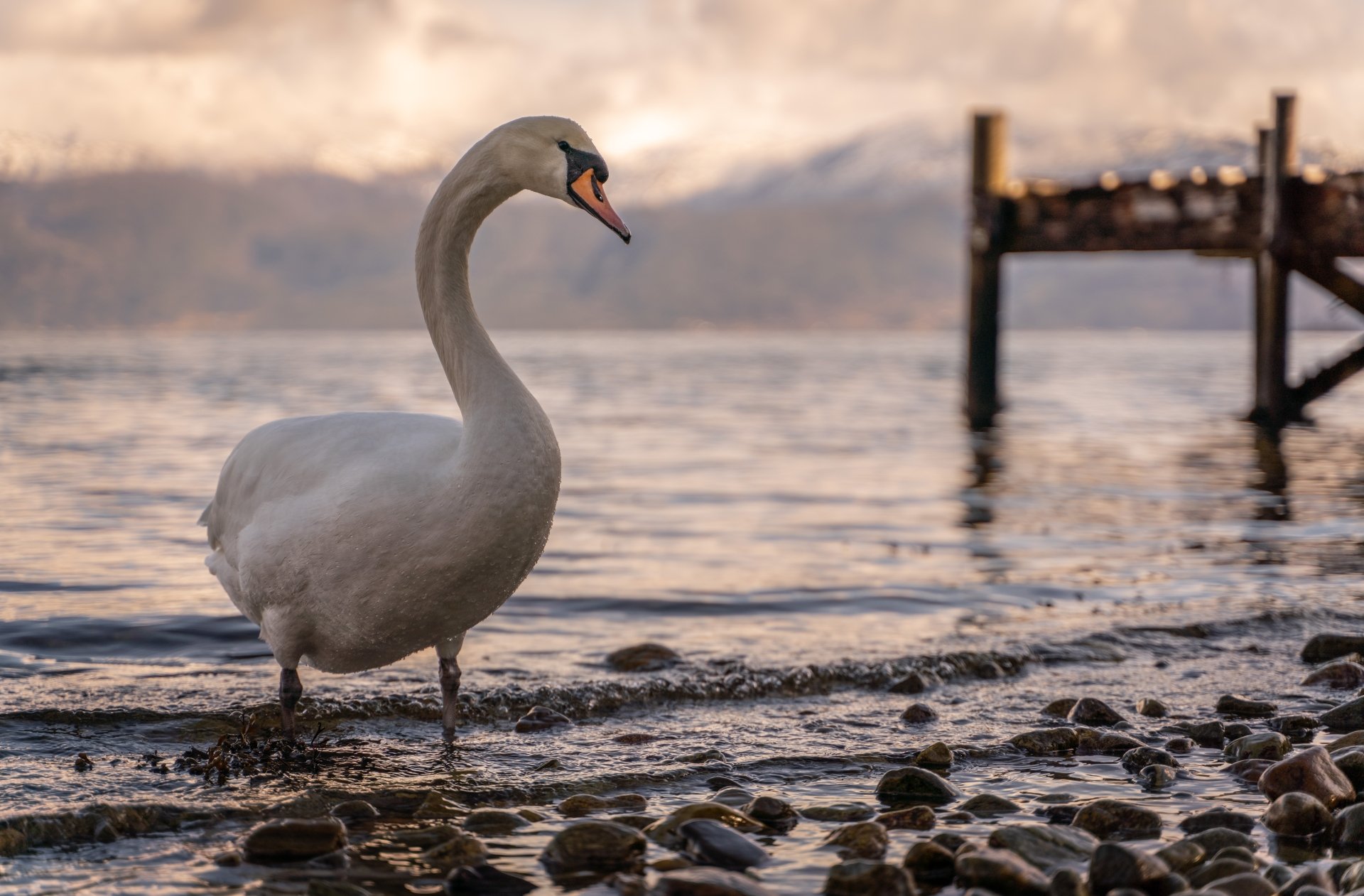 Download Bird Animal Mute Swan 8k Ultra HD Wallpaper