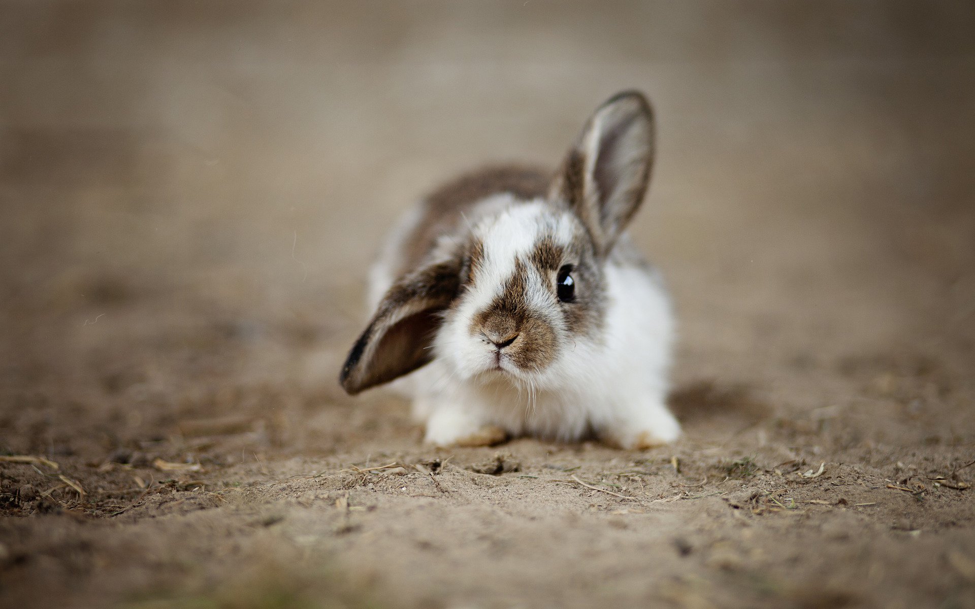 Download Animal Rabbit HD Wallpaper | 1920x1200 | Wallpaper Abyss