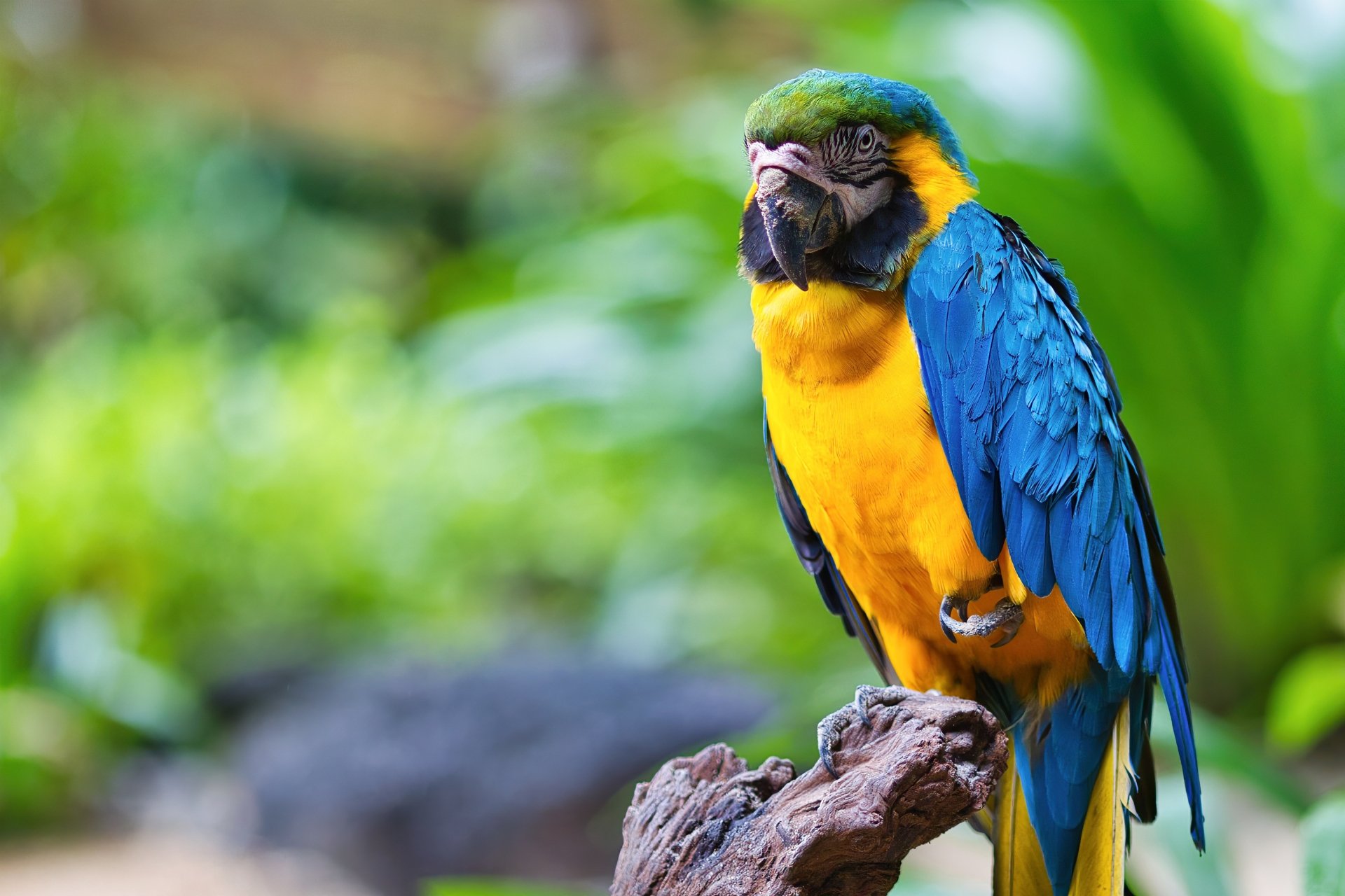 Vibrant blue-and-yellow macaw perched on a branch with a blurred green natural background, captured in an HD image suitable as a PC desktop wallpaper.