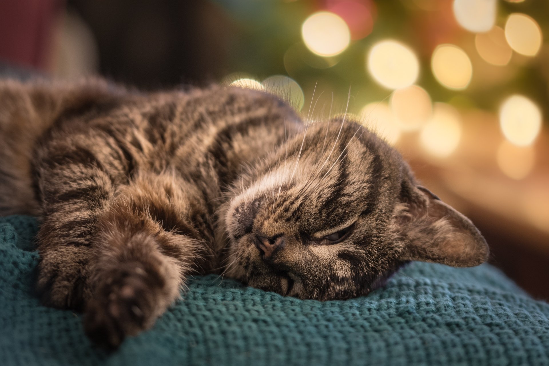 Download Sleeping Animal Cat 4k Ultra HD Wallpaper