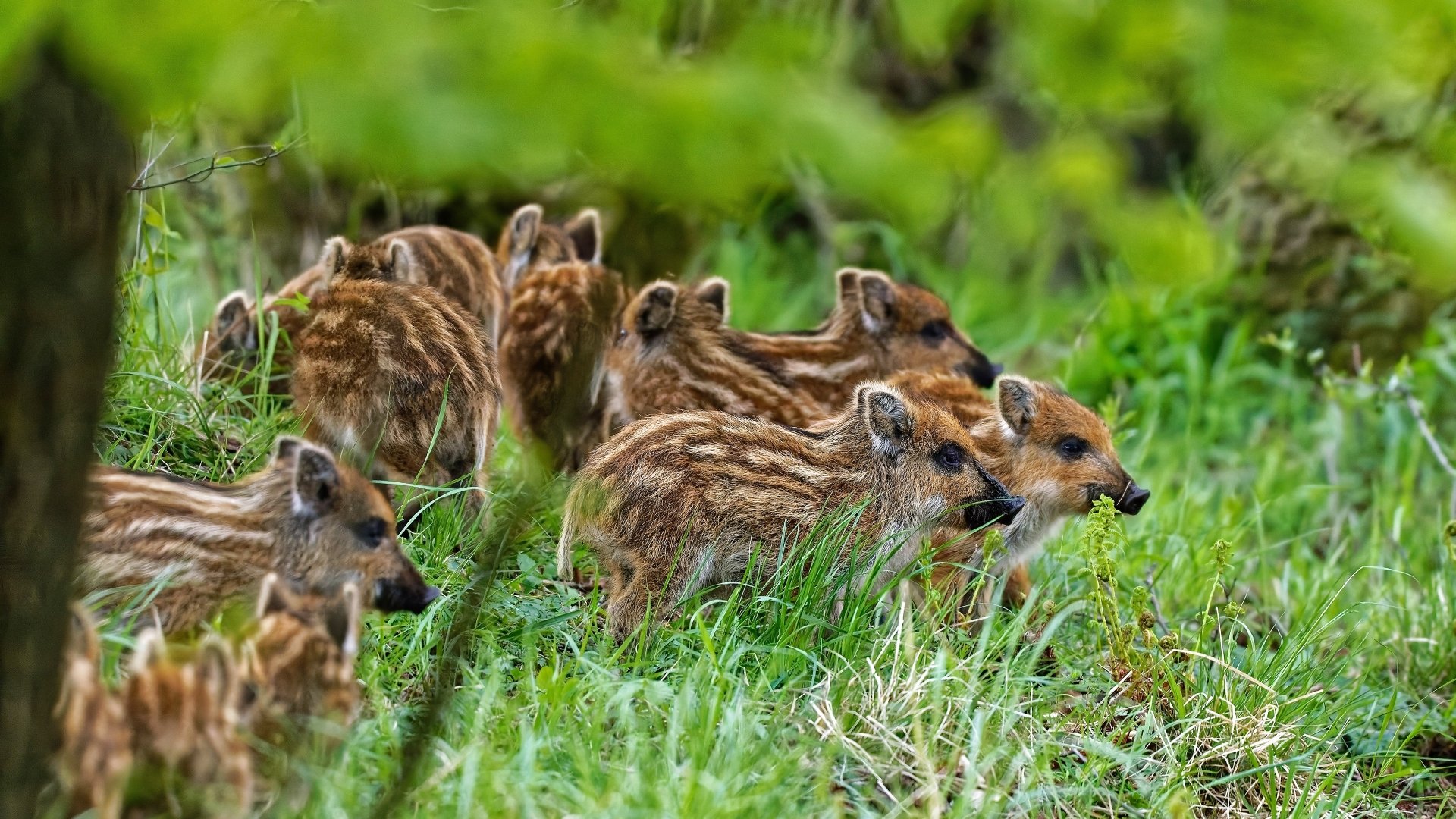 Download Baby Animal Animal Boar 4k Ultra HD Wallpaper