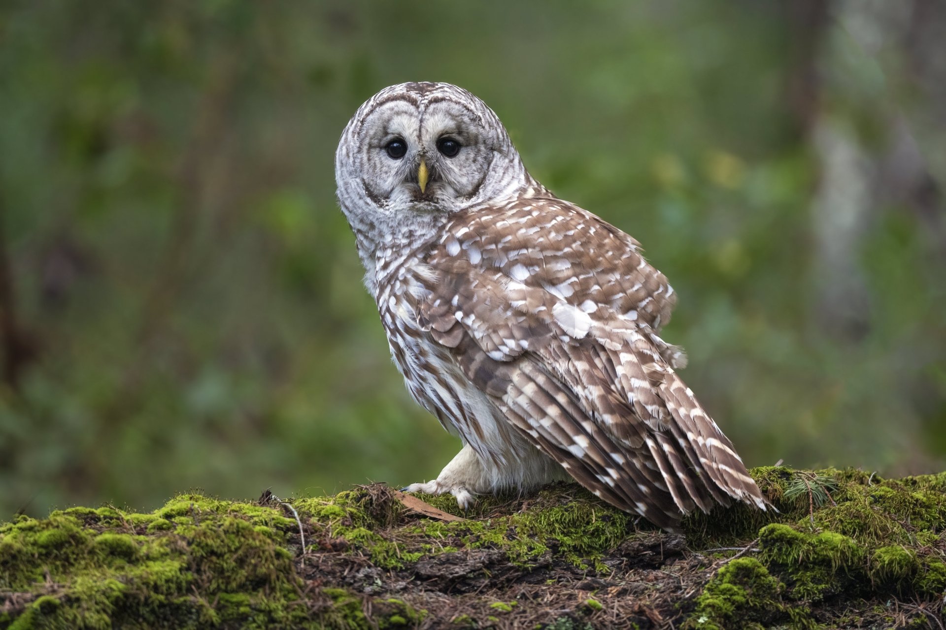Download Animal Owl 4k Ultra HD Wallpaper