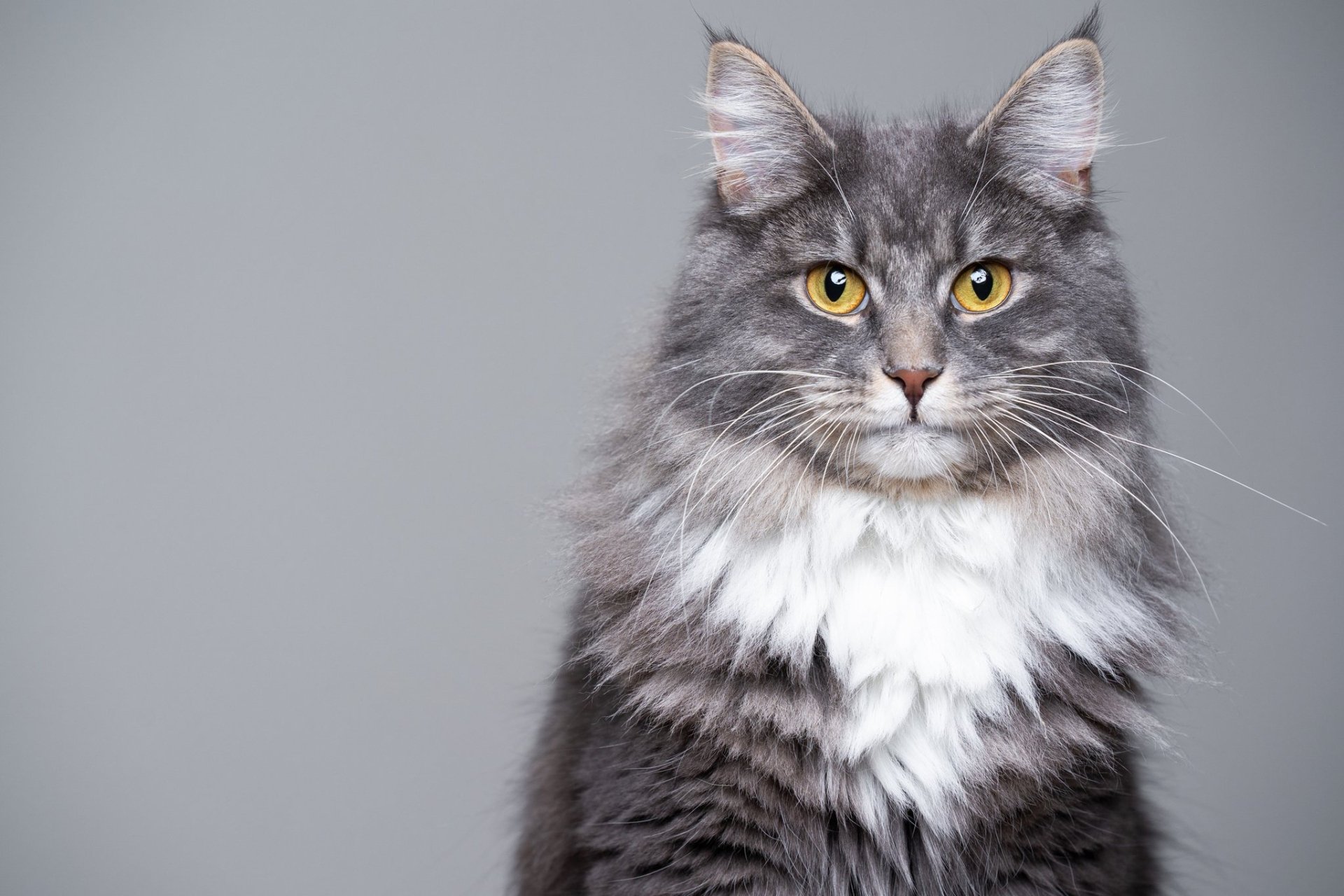 Download Animal Maine Coon HD Wallpaper