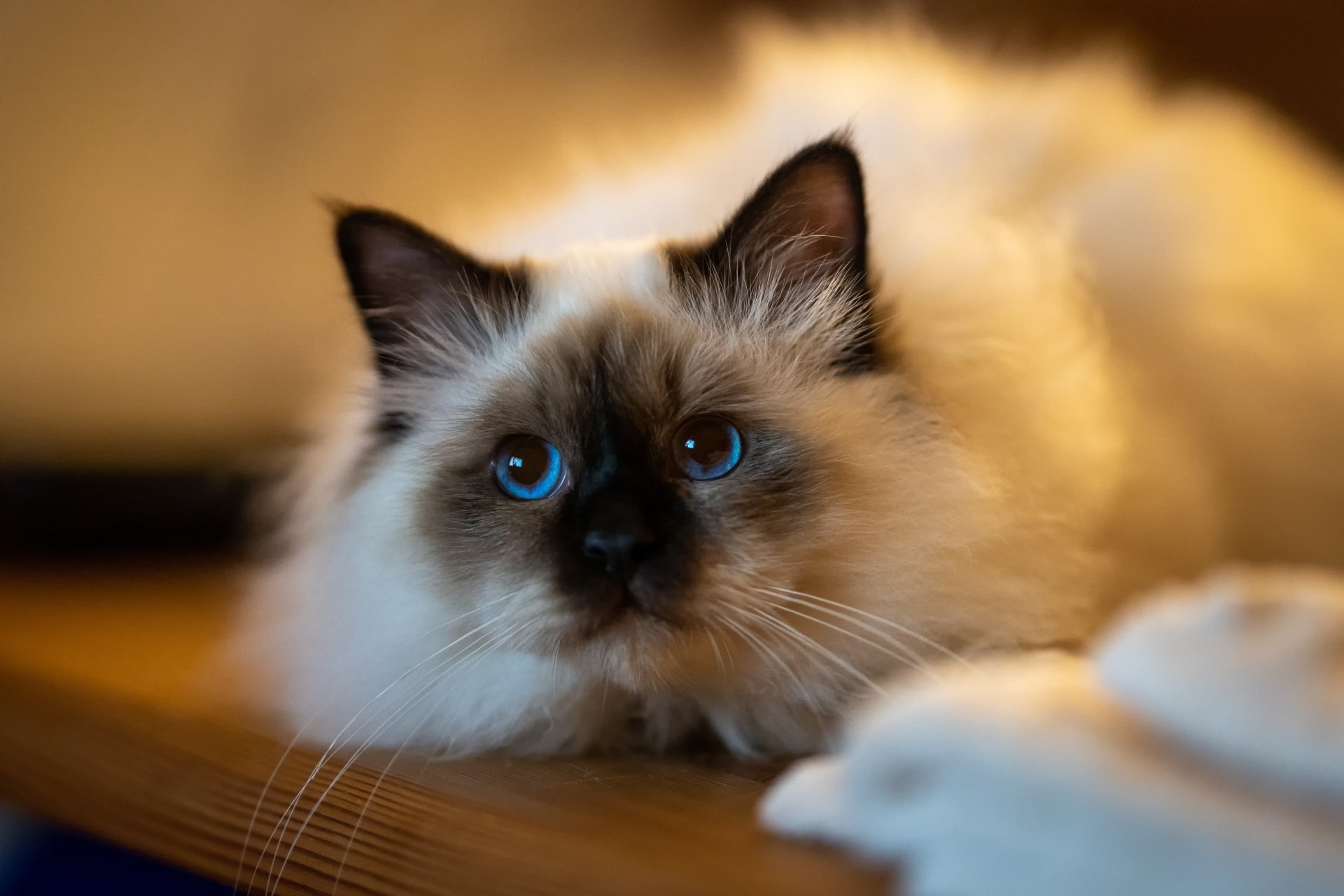 Download Ragdoll Animal Cat 4k Ultra HD Wallpaper