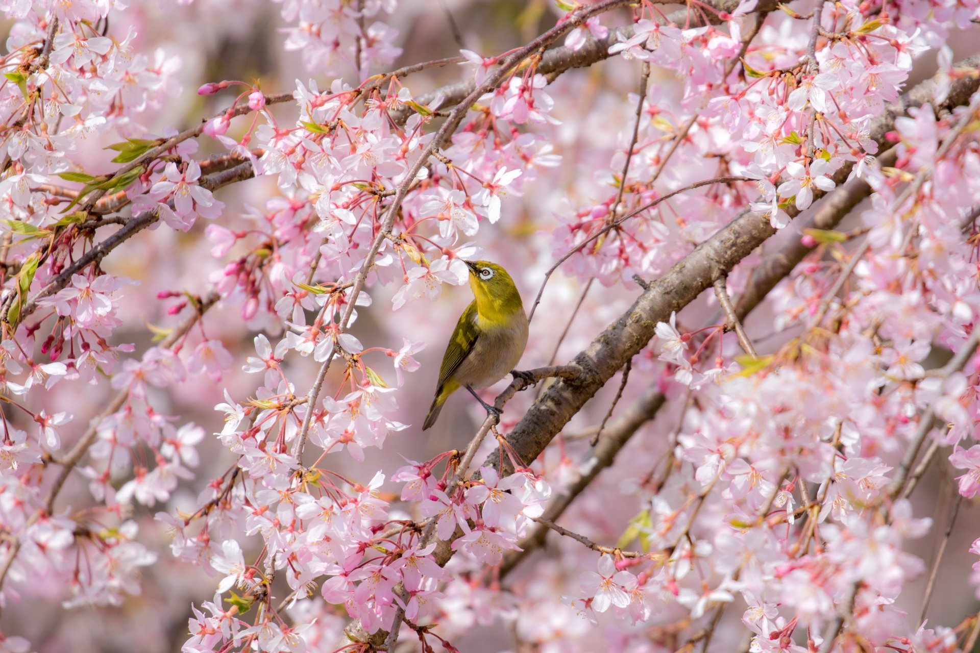 Download Blossom Animal Japanese White-eye Japanese White-eye 4k Ultra