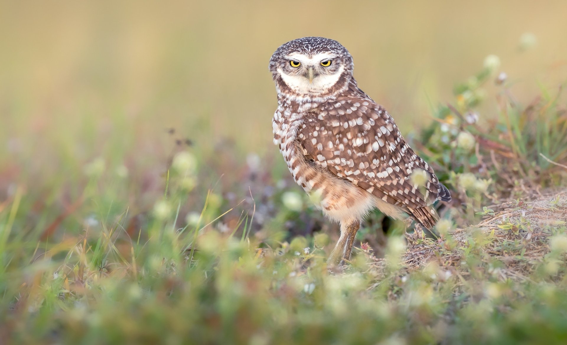 Download Animal Owl Hd Wallpaper