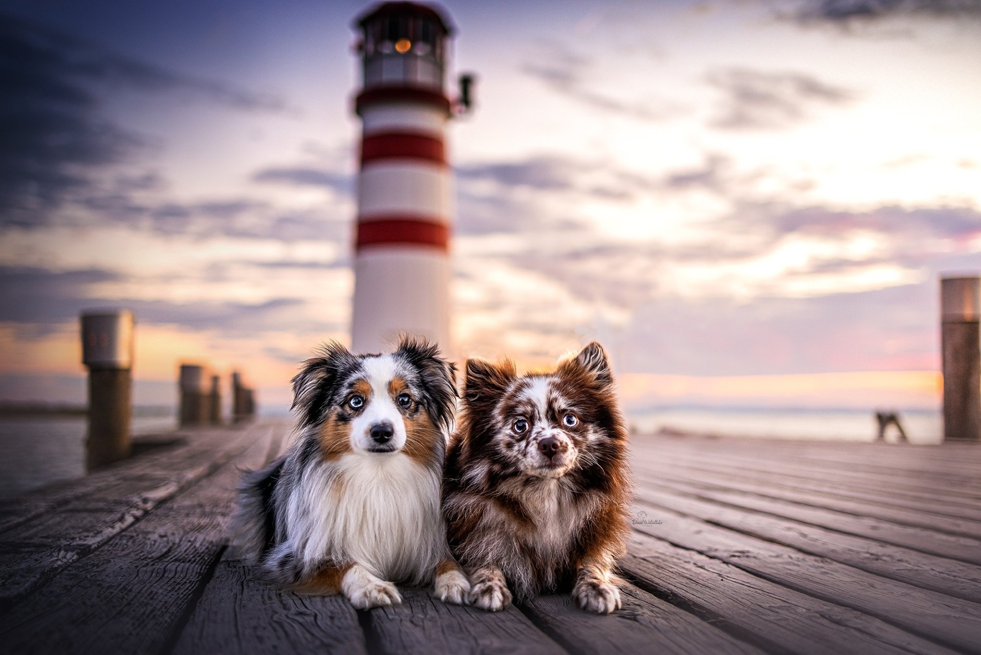 Download Animal Dog HD Wallpaper | 2000x1334 | Wallpaper Abyss