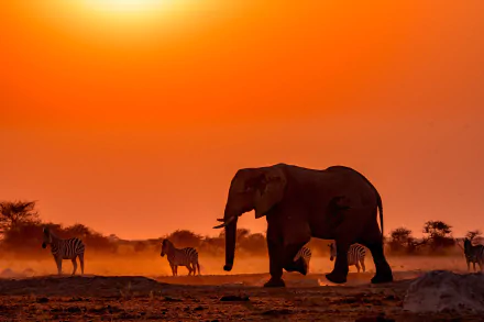 Botswana Africa sunset Animal African bush elephant HD Desktop Wallpaper | Background Image