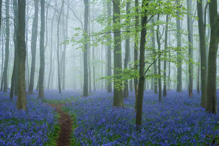 blue flower nature forest HD Desktop Wallpaper | Background Image