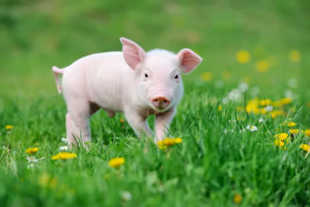piglet baby animal Animal pig HD Desktop Wallpaper | Background Image