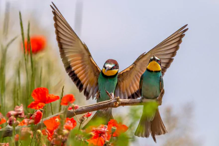 HD desktop wallpaper featuring two vibrant European bee-eaters perched on a branch with bright red flowers and a soft, blurred background.