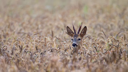  Roebuck in a field by Helge Schulz