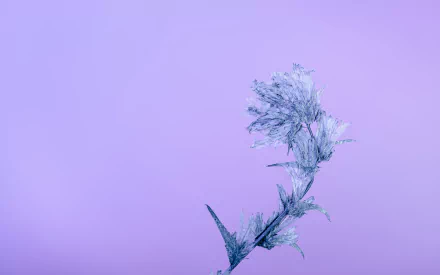 nature frost HD Desktop Wallpaper | Background Image