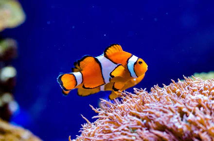 Animal clownfish HD Desktop Wallpaper | Background Image