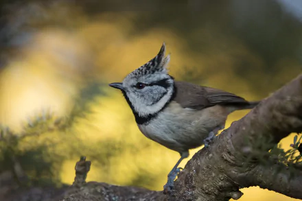 crested tit Animal titmouse HD Desktop Wallpaper | Background Image