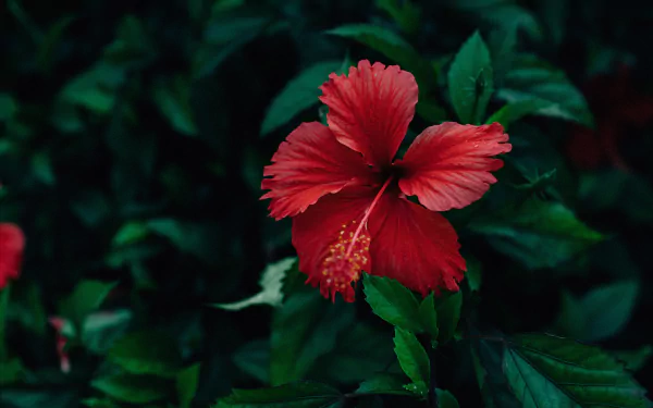 red flower nature hibiscus HD Desktop Wallpaper | Background Image