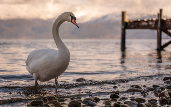 bird Animal mute swan HD Desktop Wallpaper | Background Image