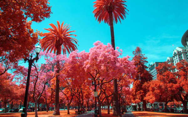 photography infrared HD Desktop Wallpaper | Background Image
