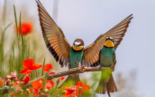 HD desktop wallpaper featuring two vibrant European bee-eaters perched on a branch with bright red flowers and a soft, blurred background.