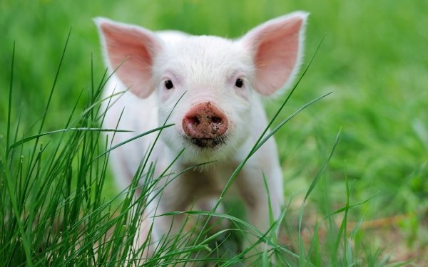 Animal Pig Piglet Baby Animal HD Wallpaper | Background Image