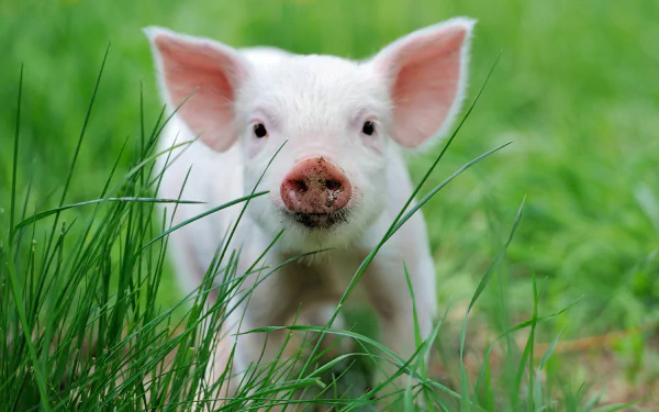 baby animal piglet Animal pig HD Desktop Wallpaper | Background Image