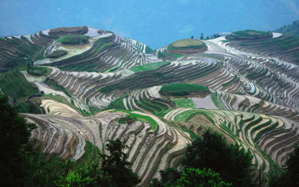man made rice terrace HD Desktop Wallpaper | Background Image