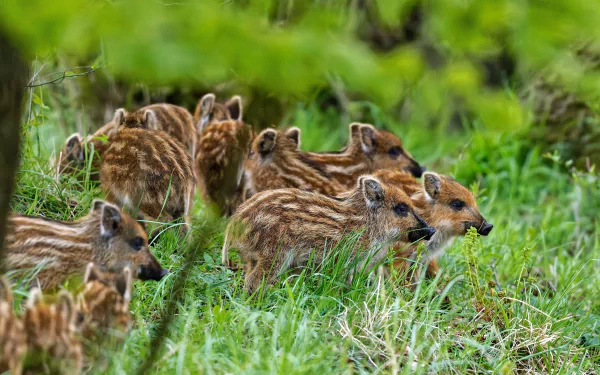 baby animal Animal boar HD Desktop Wallpaper | Background Image