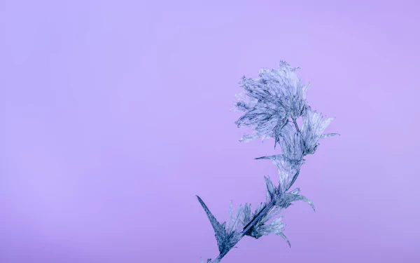 nature frost HD Desktop Wallpaper | Background Image