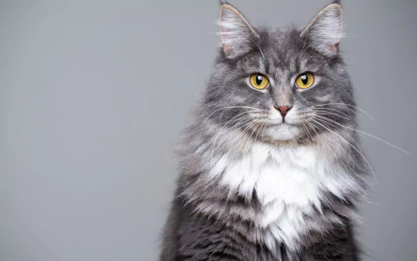 Animal maine coon HD Desktop Wallpaper | Background Image