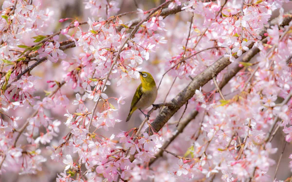 blossom Animal Japanese white-eye HD Desktop Wallpaper | Background Image