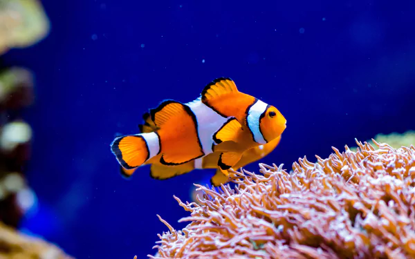 Animal clownfish HD Desktop Wallpaper | Background Image