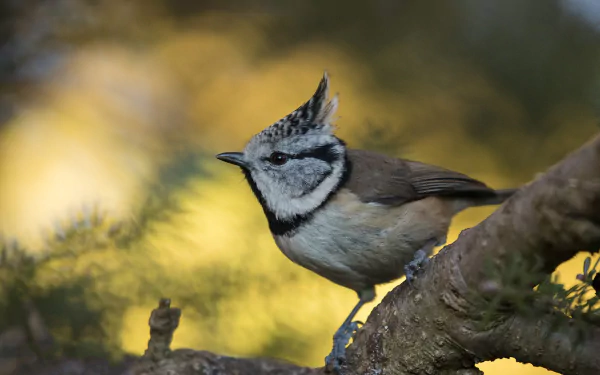 crested tit Animal titmouse HD Desktop Wallpaper | Background Image