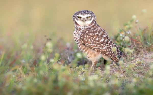 Animal Owl Birds Owls HD Wallpaper | Background Image
