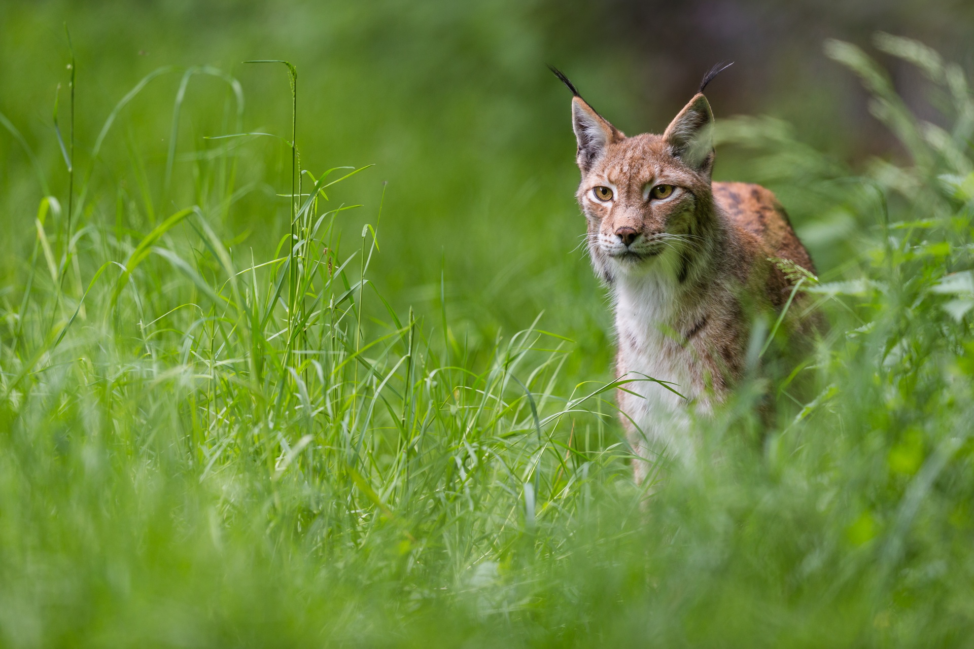 Animal Lynx HD Wallpaper