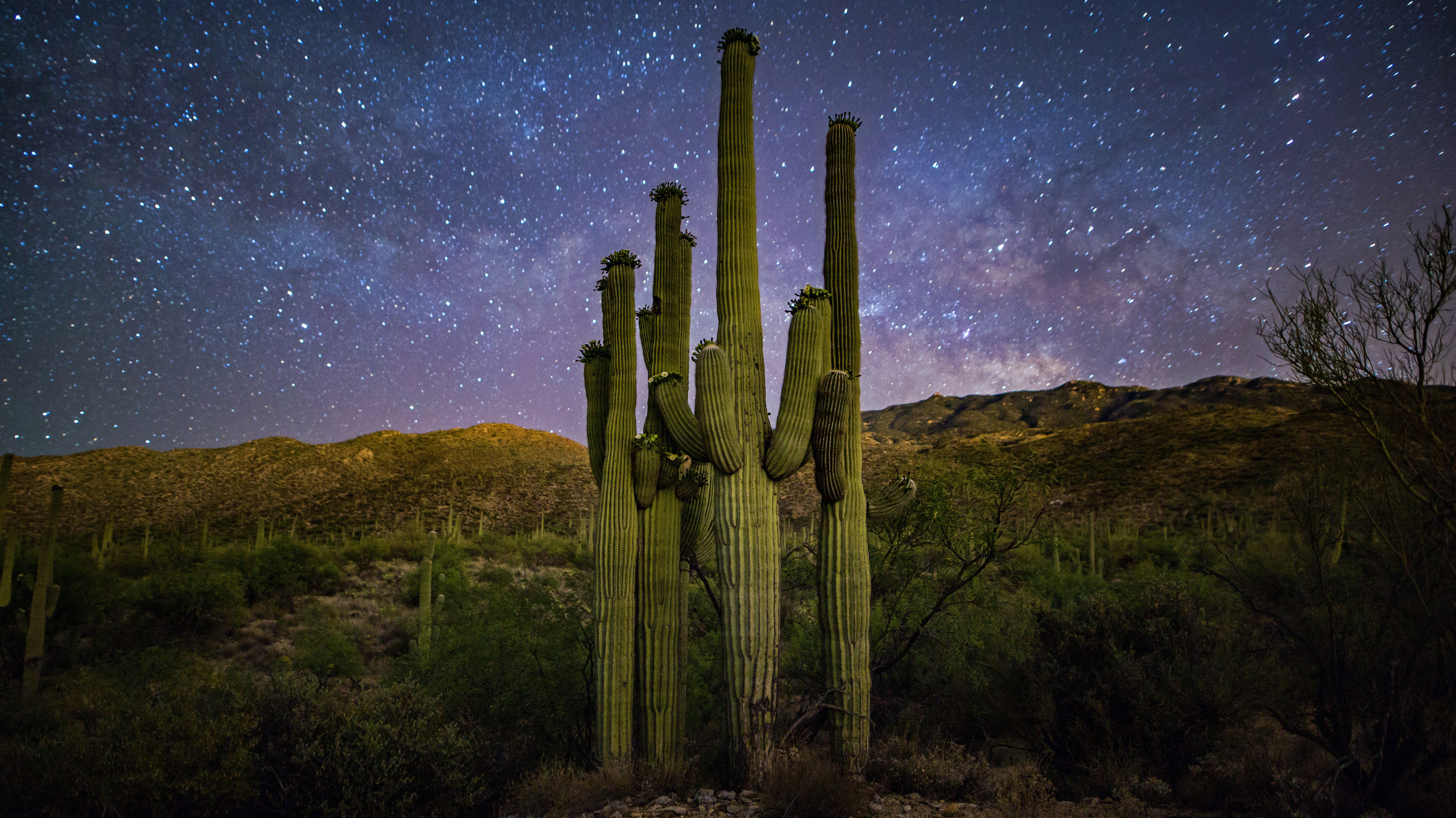 Family of Saguaros and the Milky Way in Saguaro National Park, Arizona by Christian Garcia