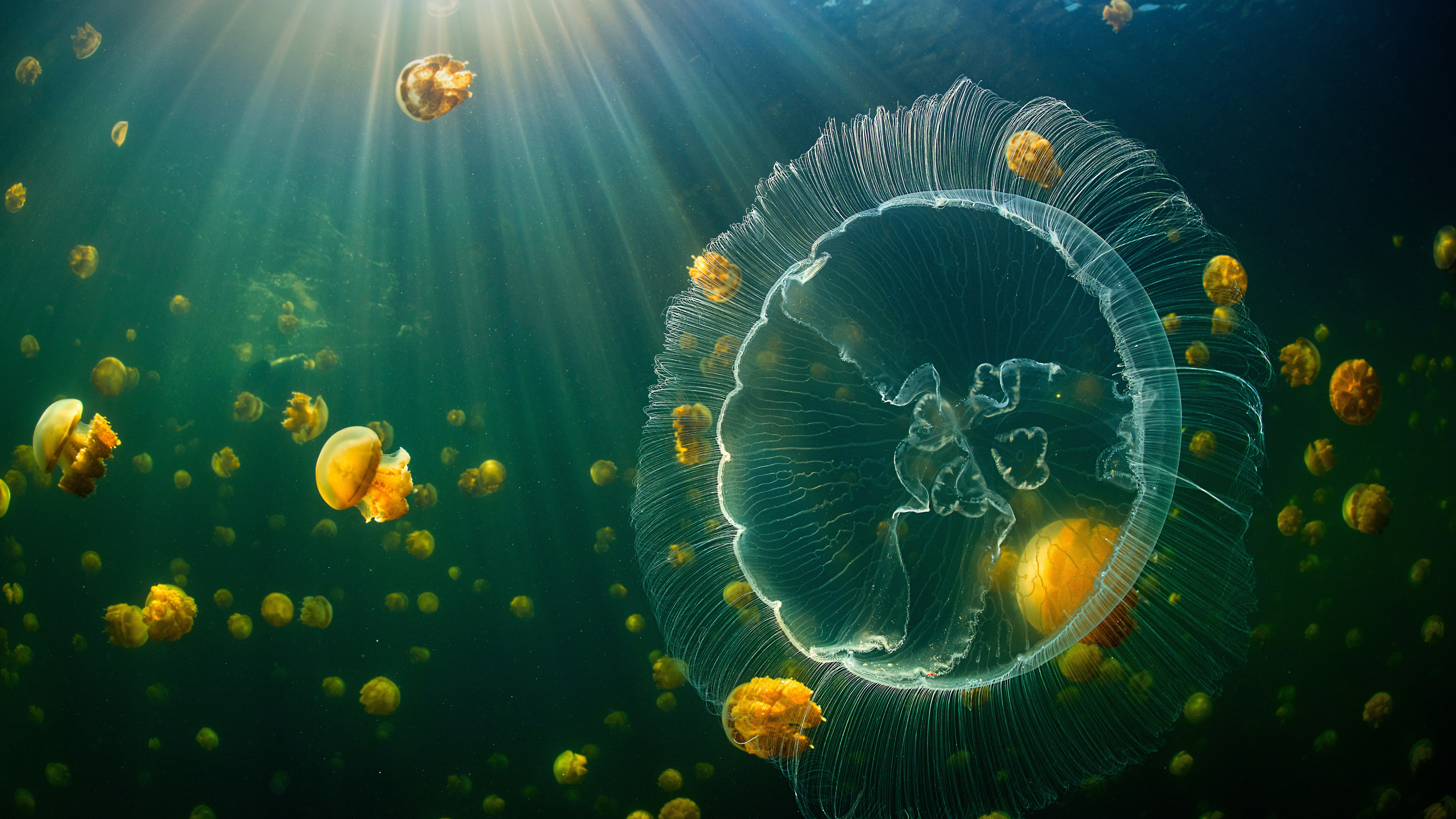 Moon jelly and an aggregation of stingless golden jellyfish - Raja Ampat, Indonesia by Alex Mustard