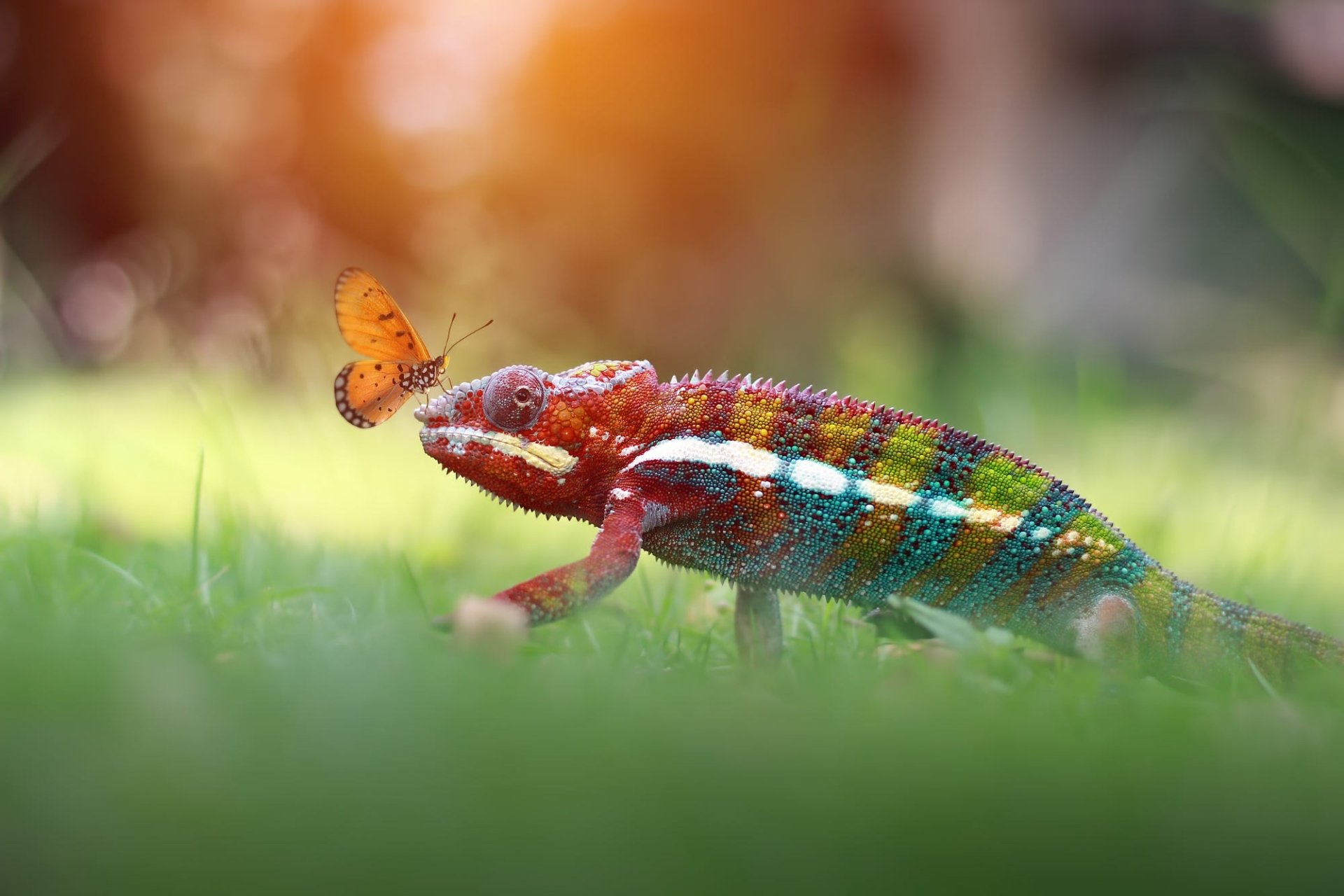 Download Reptile Animal Chameleon HD Wallpaper | 2000x1333 | Wallpaper ...