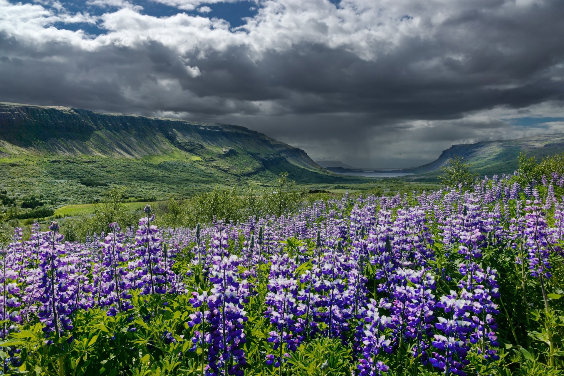 HD desktop wallpaper showcasing a vibrant lupine field in an Icelandic valley under dramatic cloud-covered skies, highlighting Iceland's natural landscape beauty.