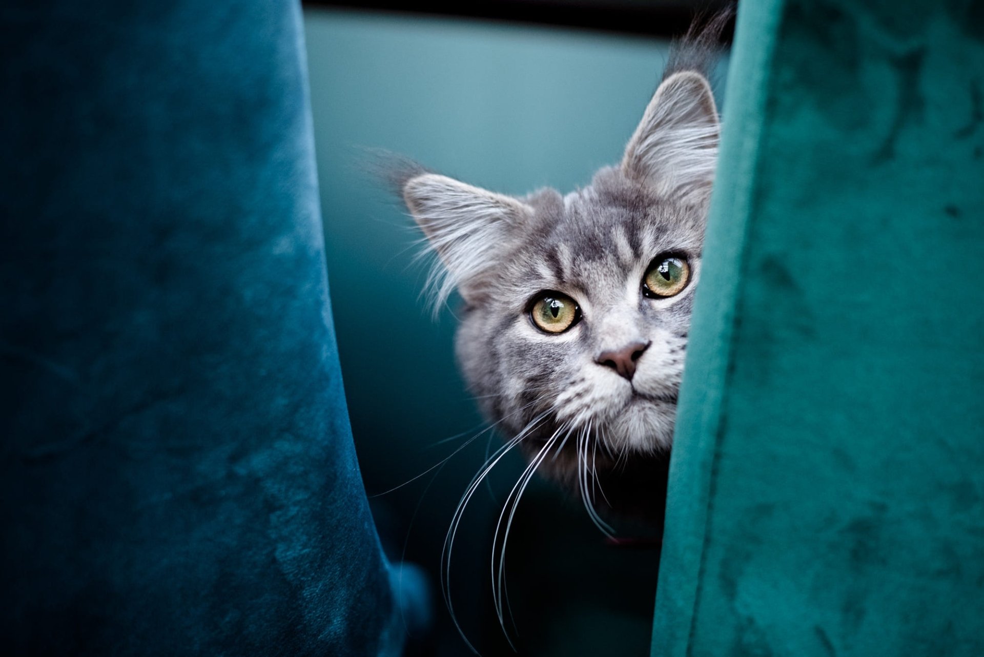 Download Animal Maine Coon HD Wallpaper