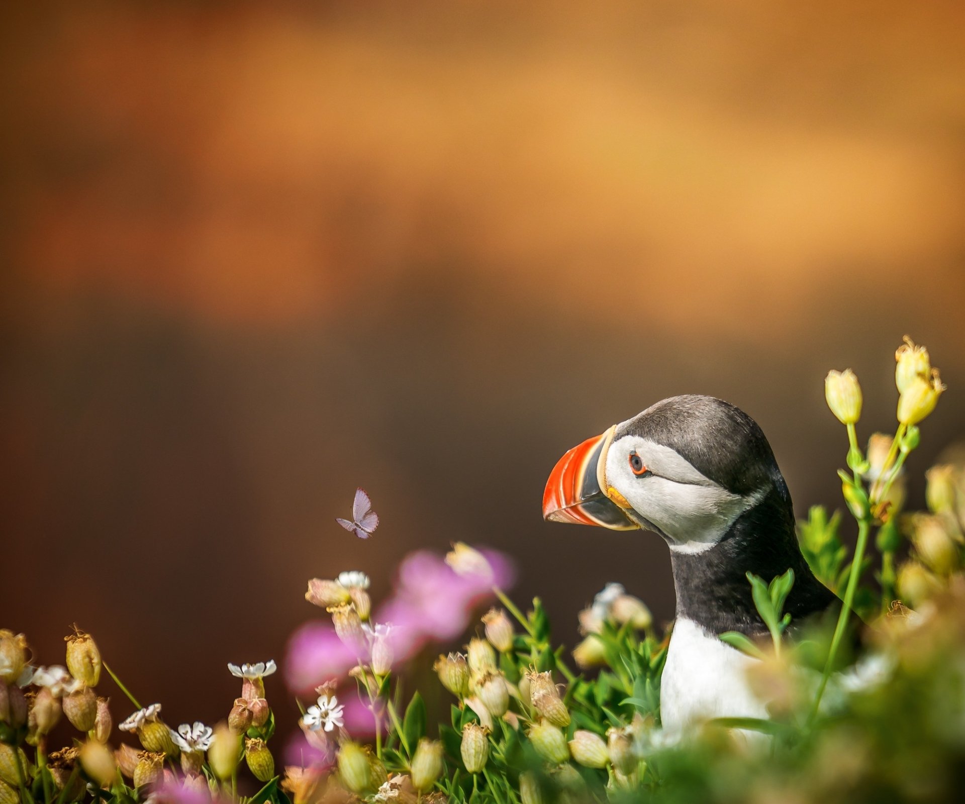 HD PC desktop wallpaper/background: puffin among coastal wildflowers with a warm, golden bokeh backdrop.